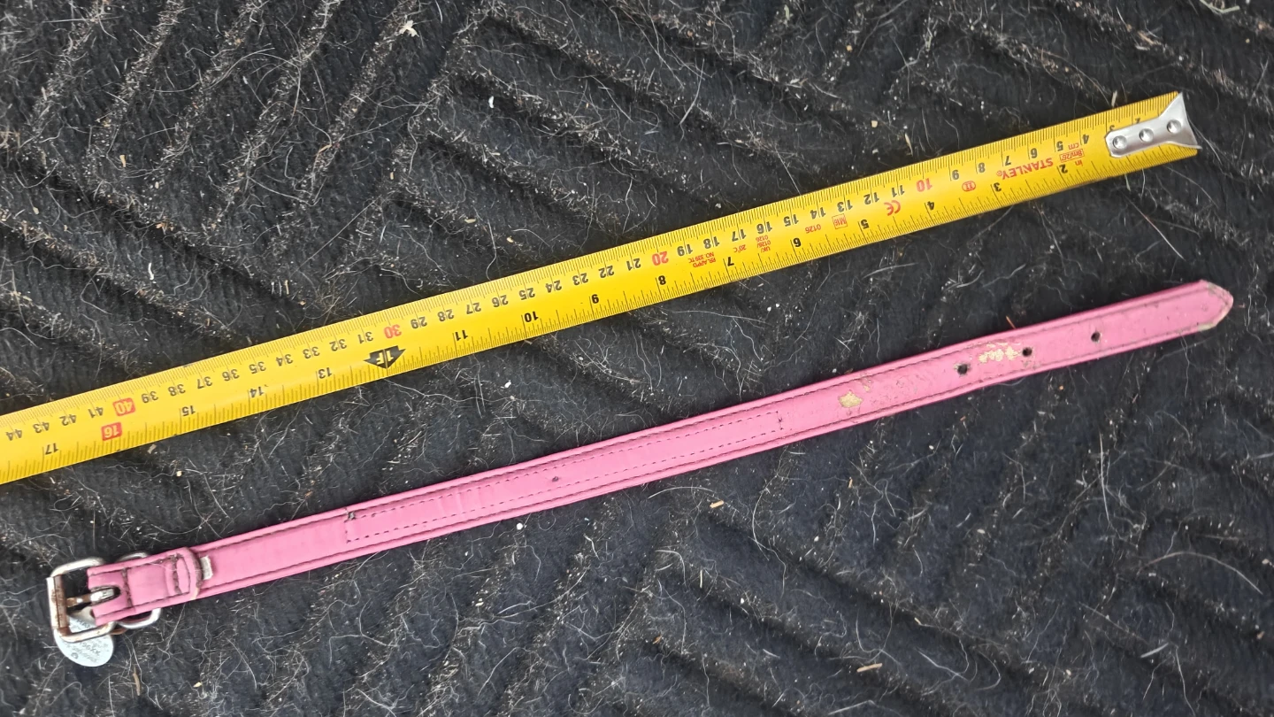 Various dog collars - photo 5
