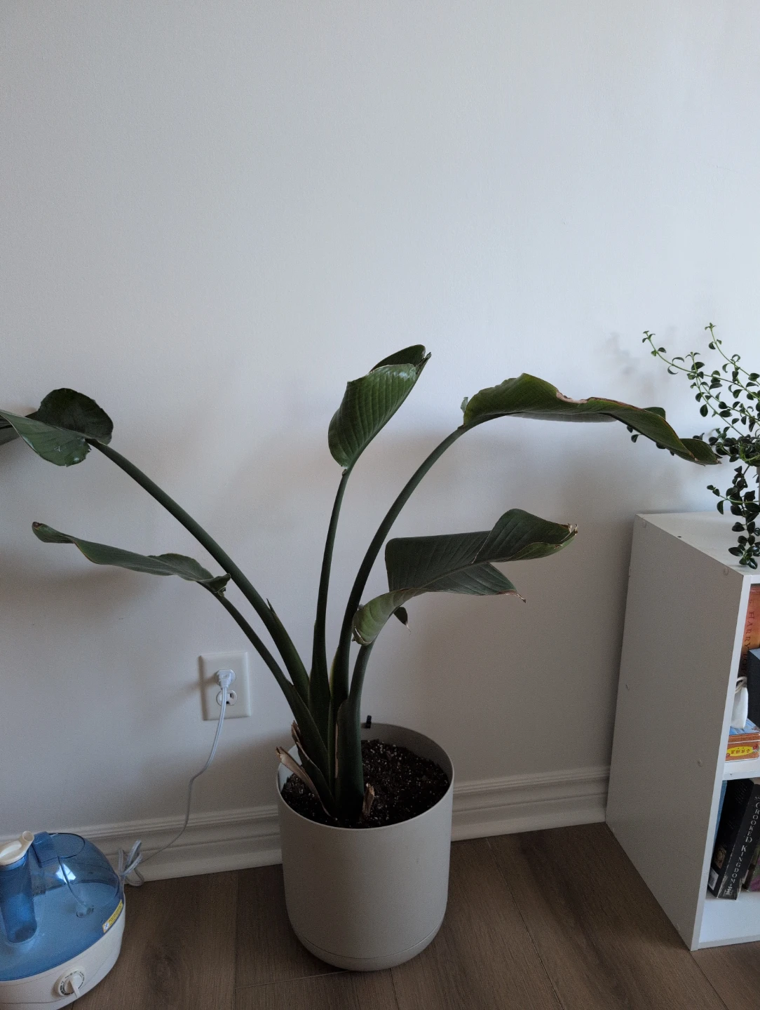 Bird of Paradise