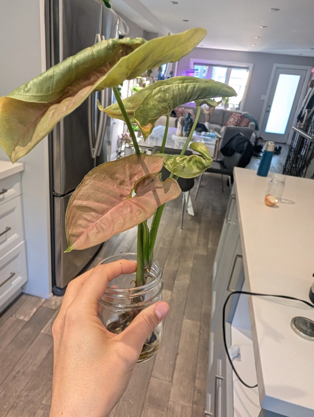 Pink arrowhead Syngonium rooted cutting/plant - photo 2