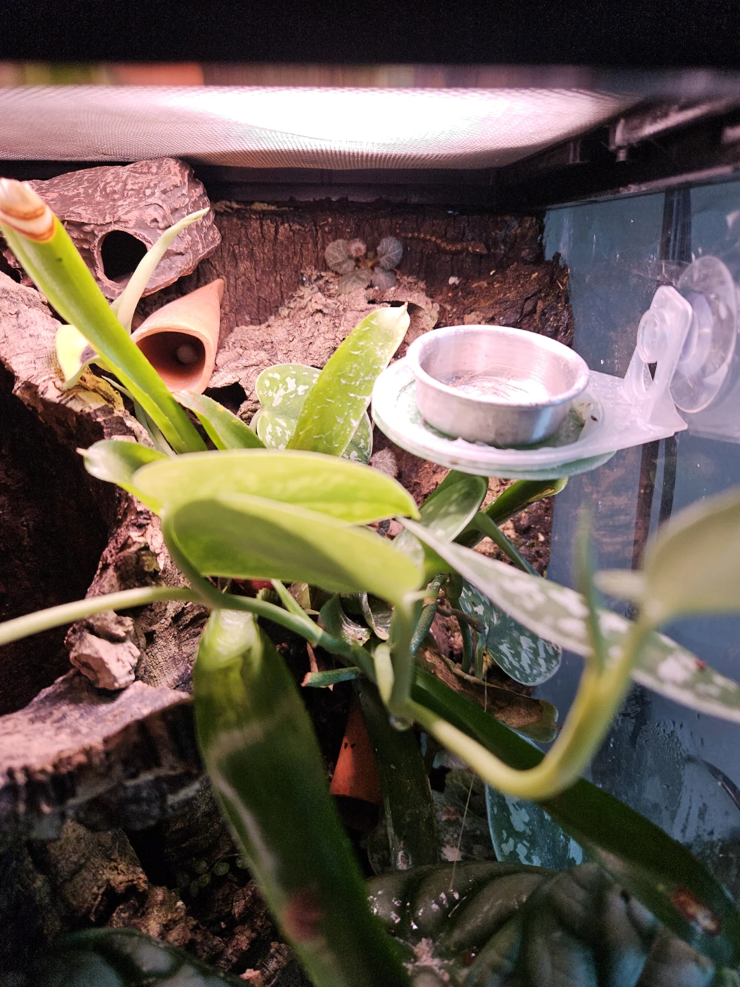 Bioactive Planted Terrarium 12×12×24 - photo 2