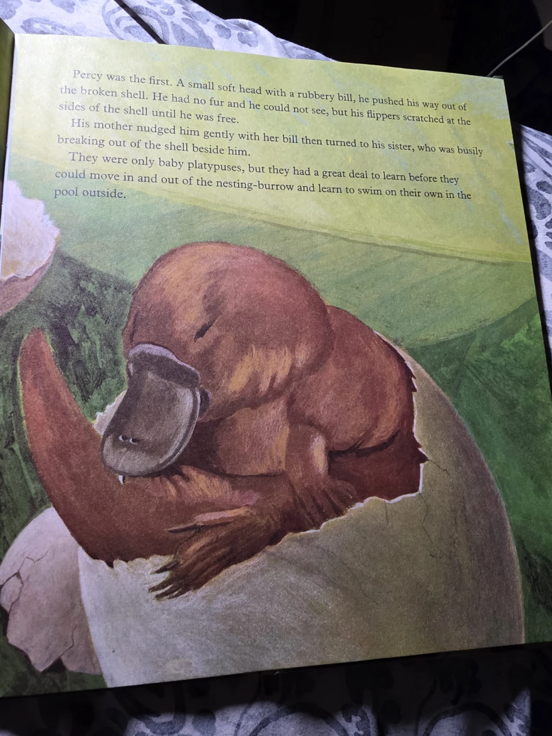 Percy the Peaceful Platypus by Jill Morris - photo 4