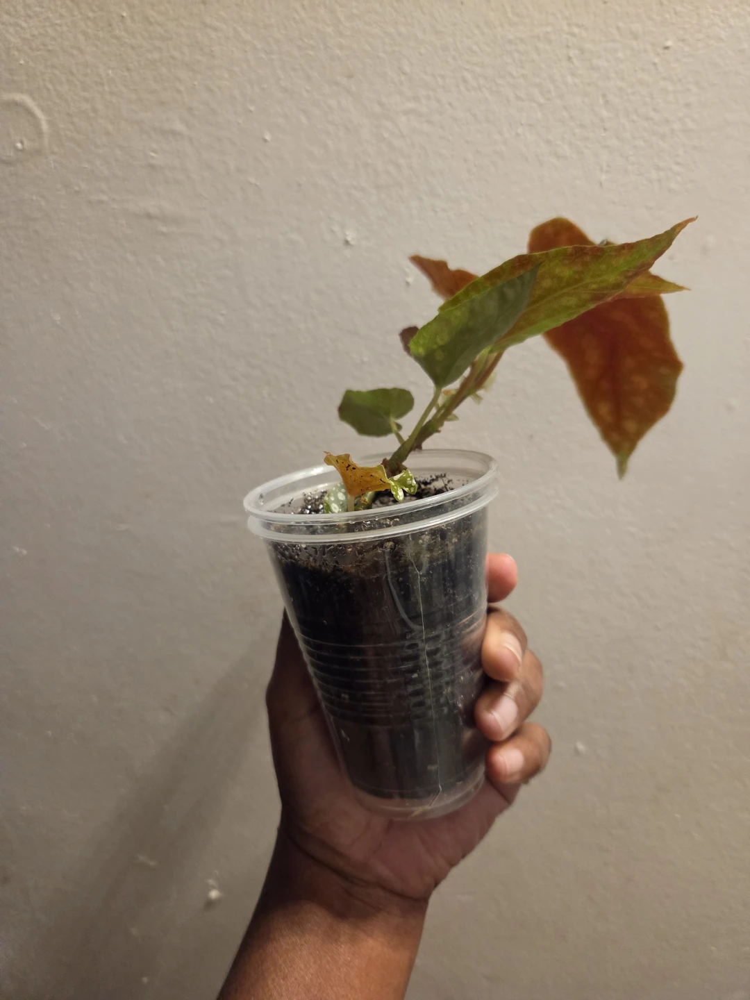 Polka Dot Begonia Houseplant✨️🪴 - photo 5