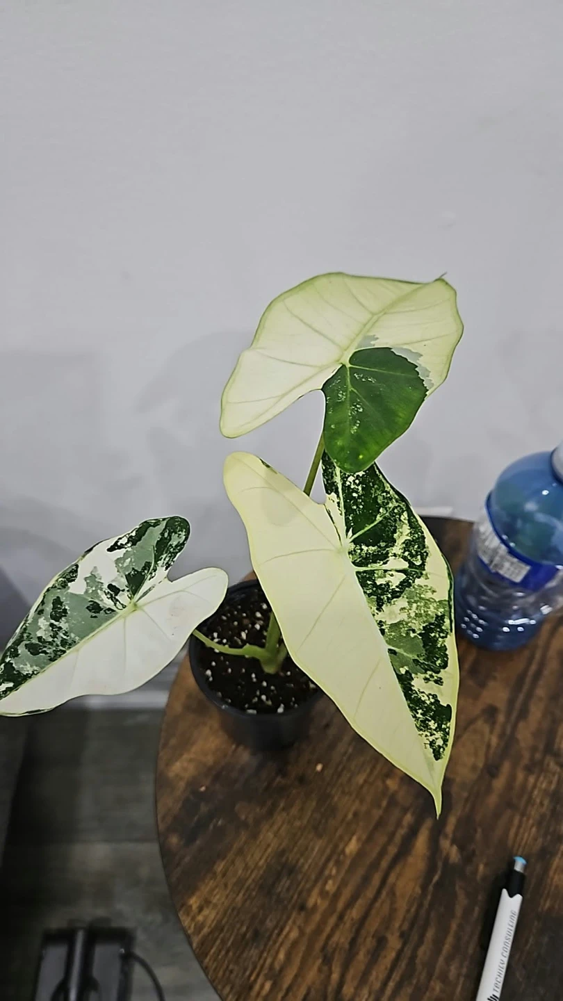 Alocasia Variegated Plant - photo 2