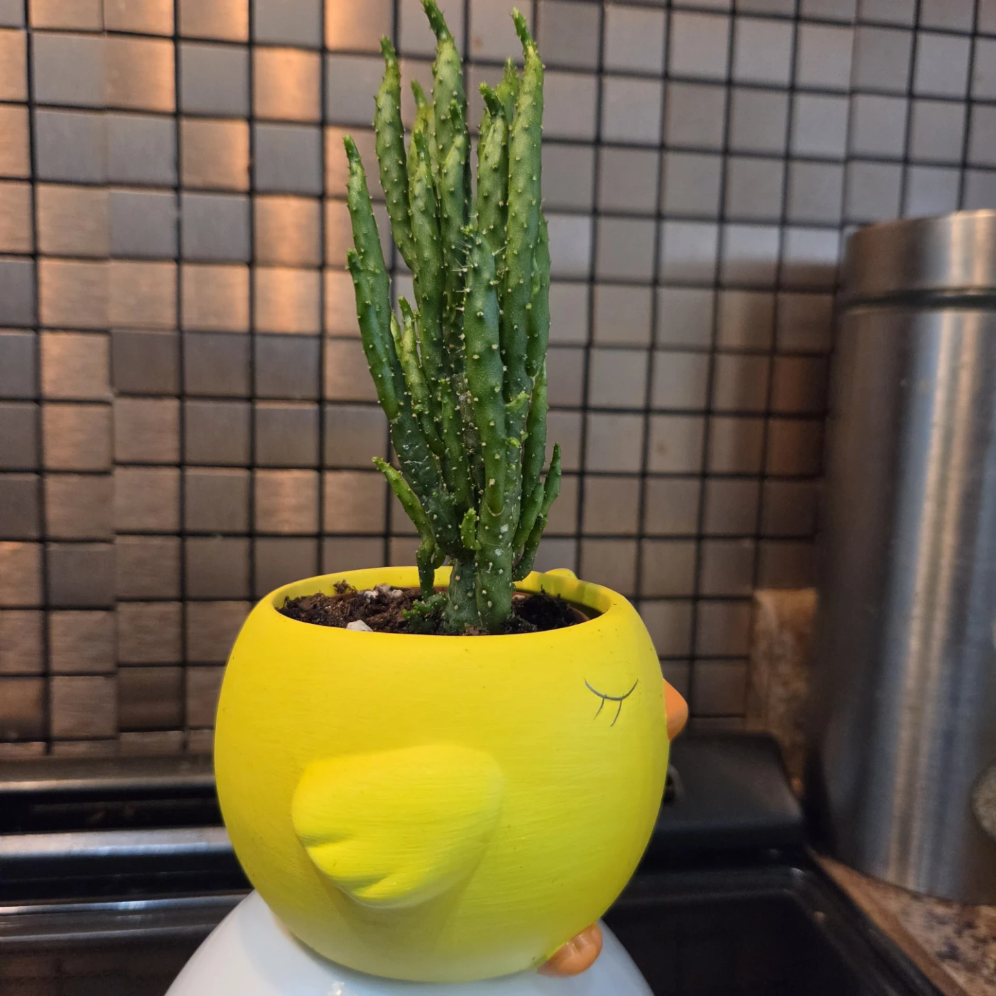 Cactus in yellow chick planter - photo 3