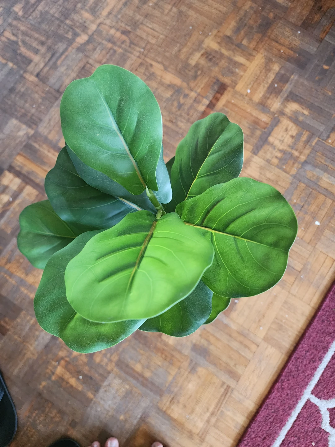 Artificial Fiddle Leaf Fig Plant in Grey Pot