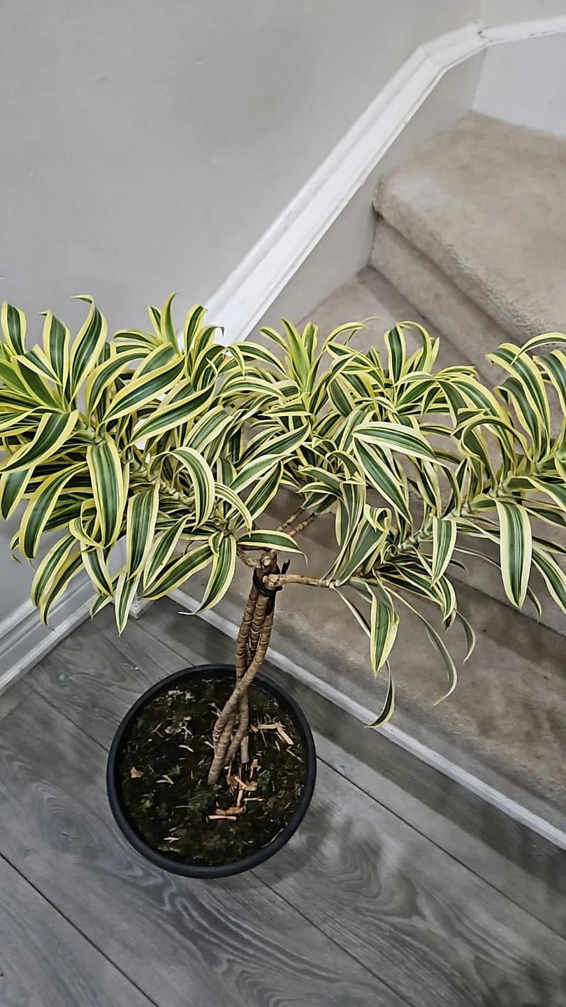Dracaena Reflexa Song of India