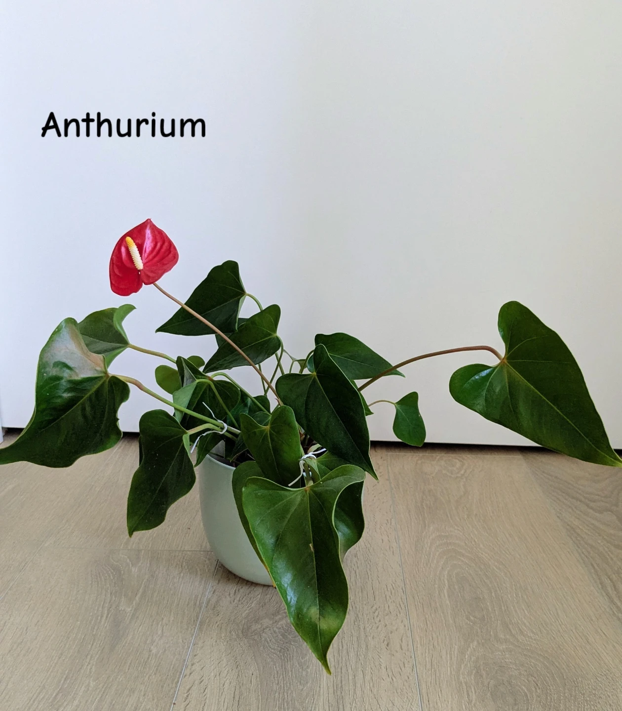 Multiple healthy indoor houseplants