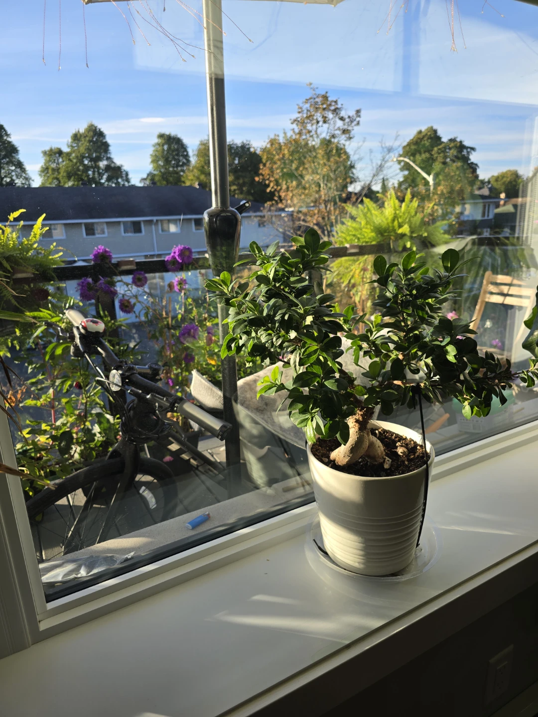 Ficus Ginseng Bonsai Tree - photo 3