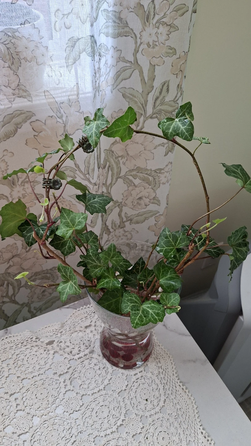 English Ivy in Large Glass Vase - photo 2
