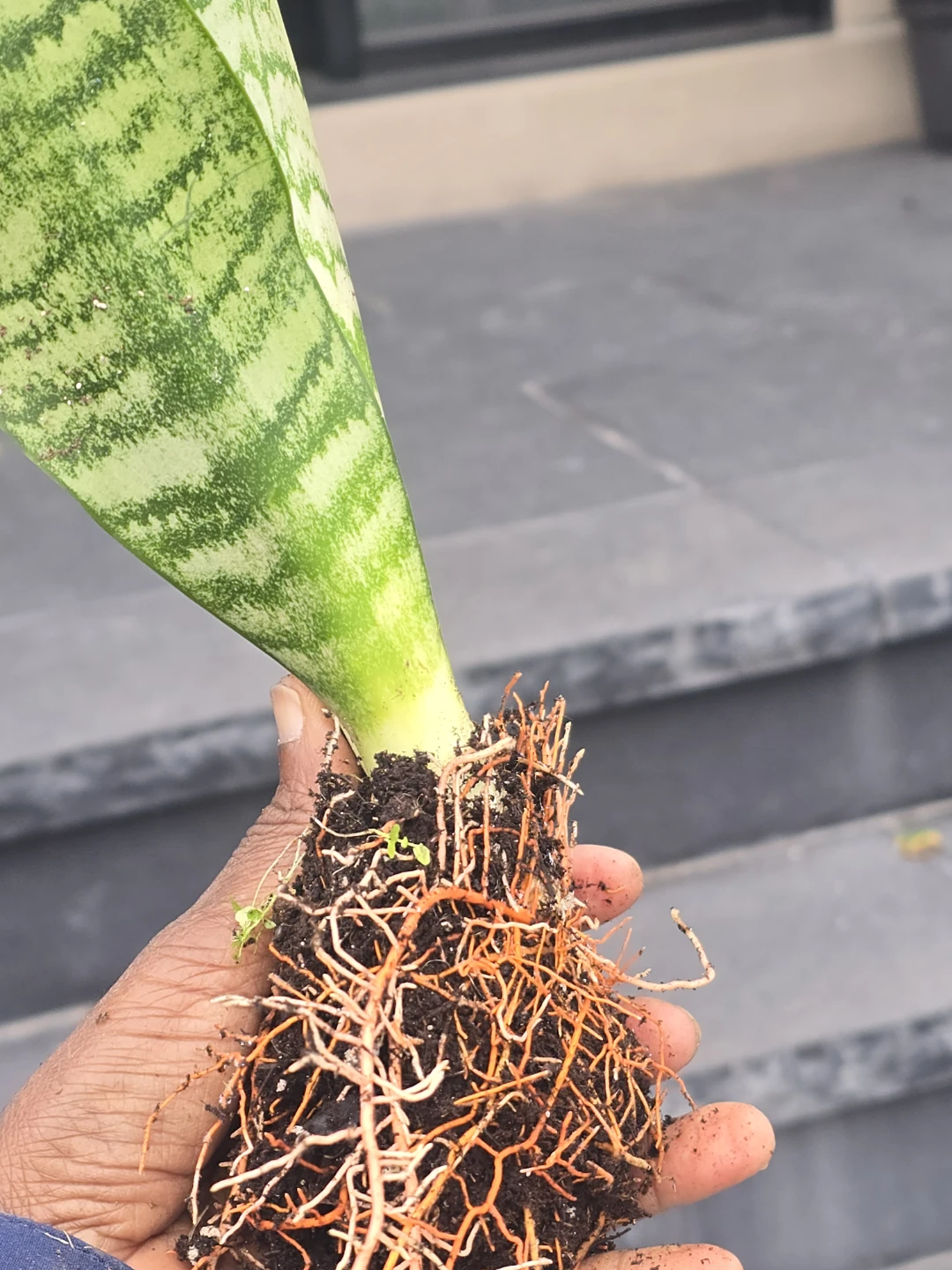 Snake Plant  come in 4"pot - photo 5