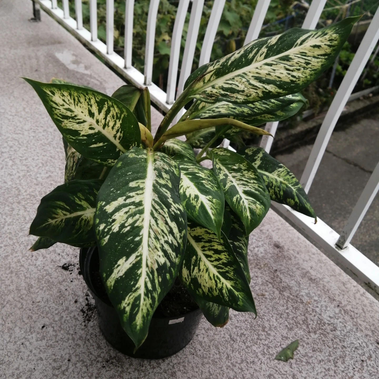 Dieffenbachia Plant - photo 2