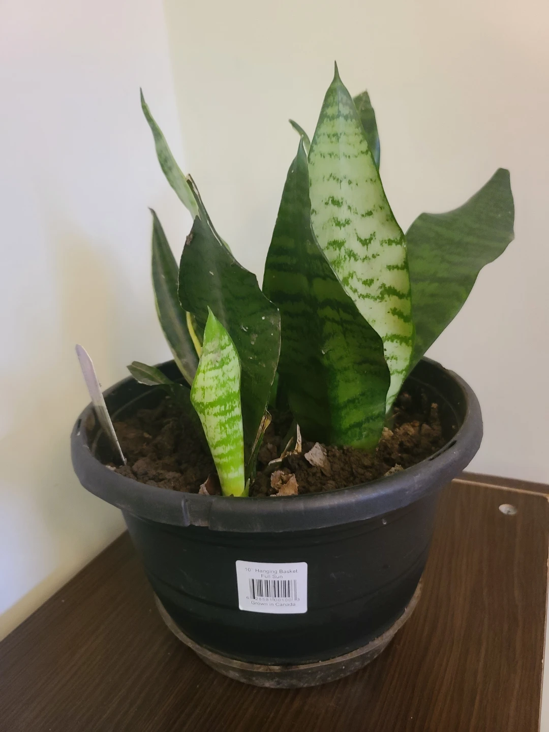 [Moving Sale] Well-Grown 4-in-1 Snake Plant with Pot - photo 4