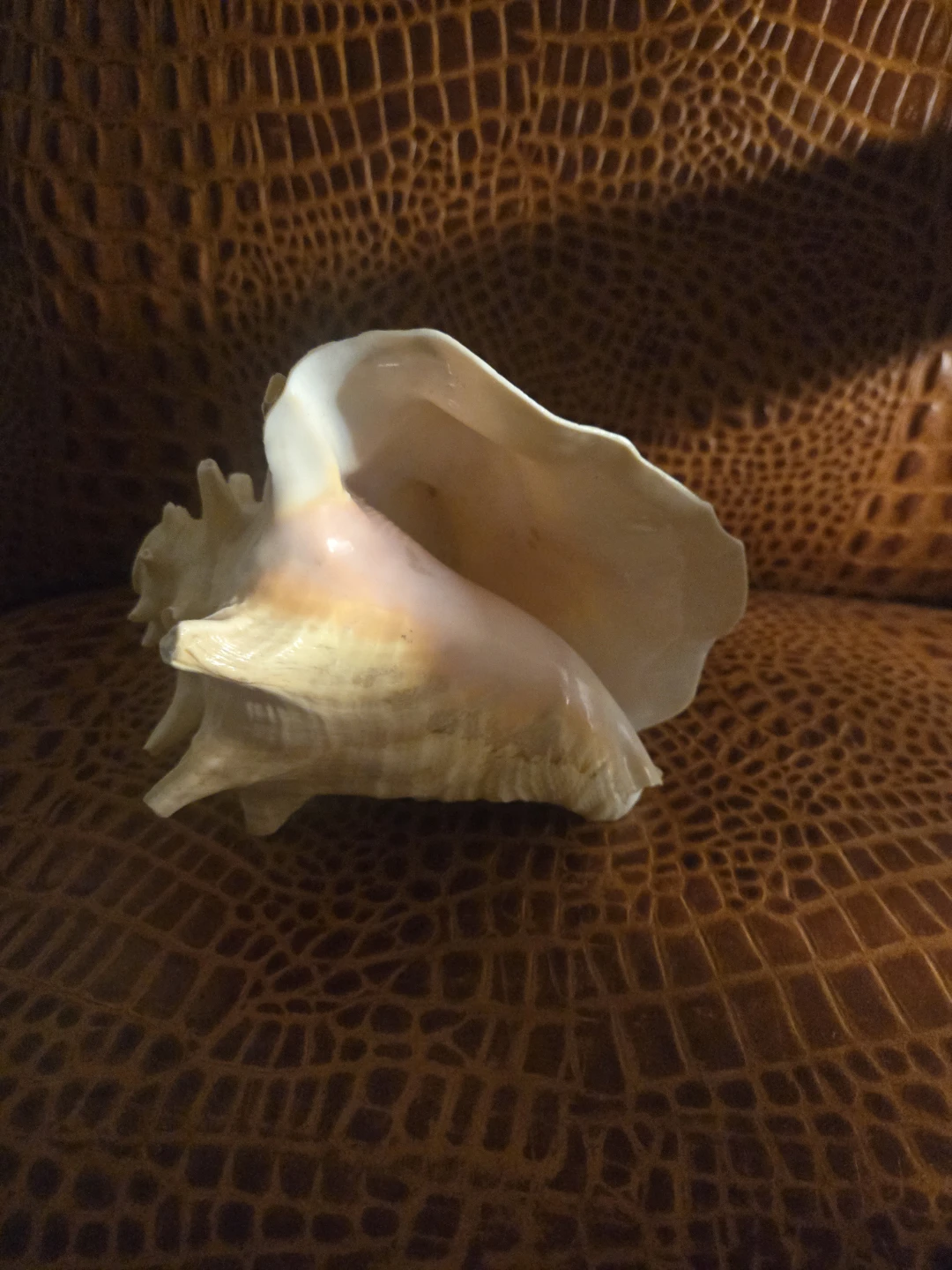 Large Natural Conch Shell