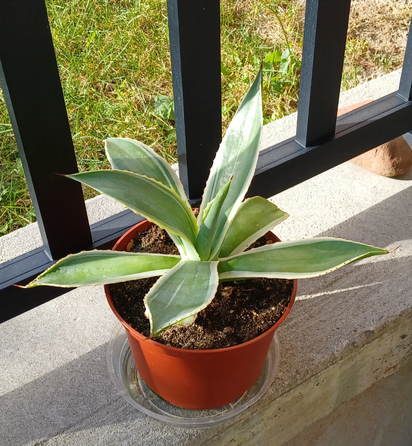 Agave celsii plant - photo 2