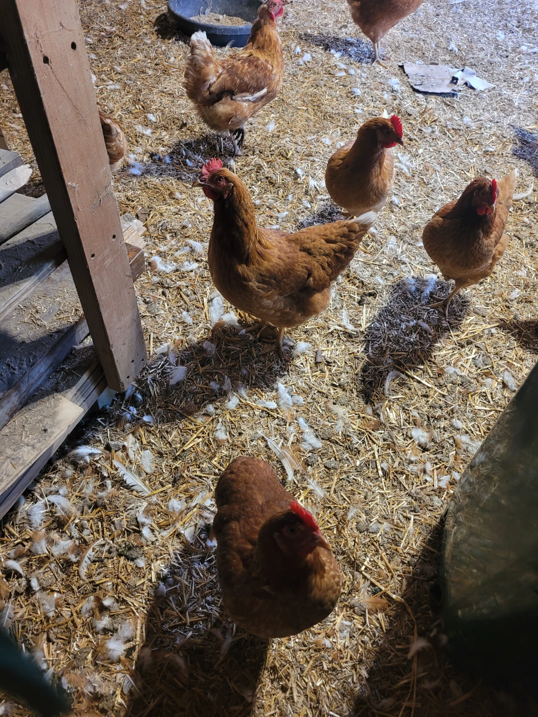 Fresh Brown Eggs from my chickens - photo 4