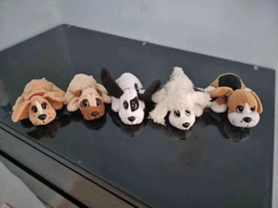 Brand New High-quality Collection Puppies $80