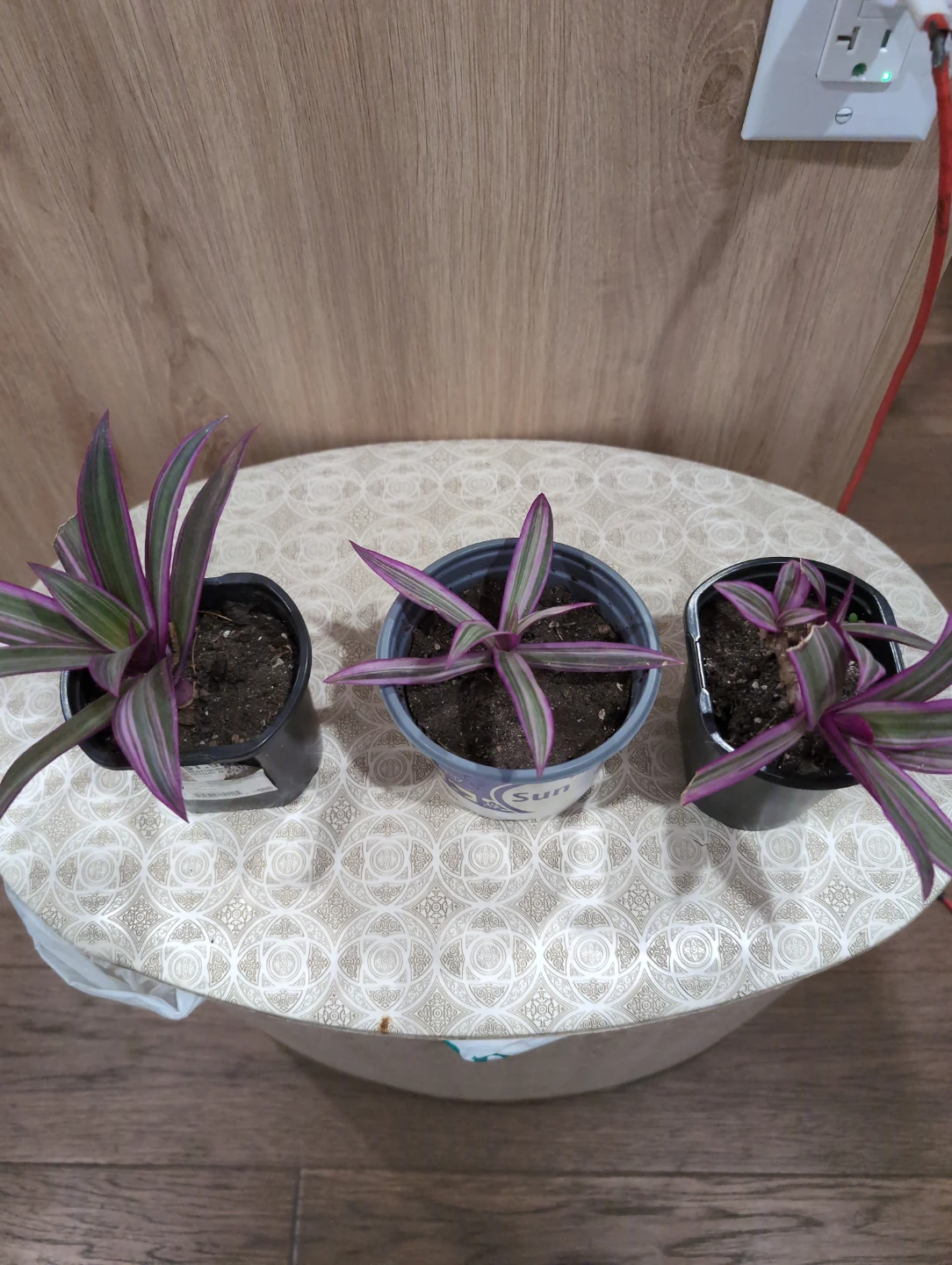 Tradescantia Spathacea Plants