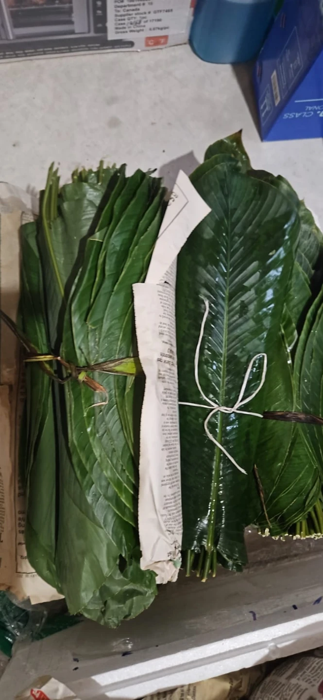Fresh mio mio leaf - photo 4