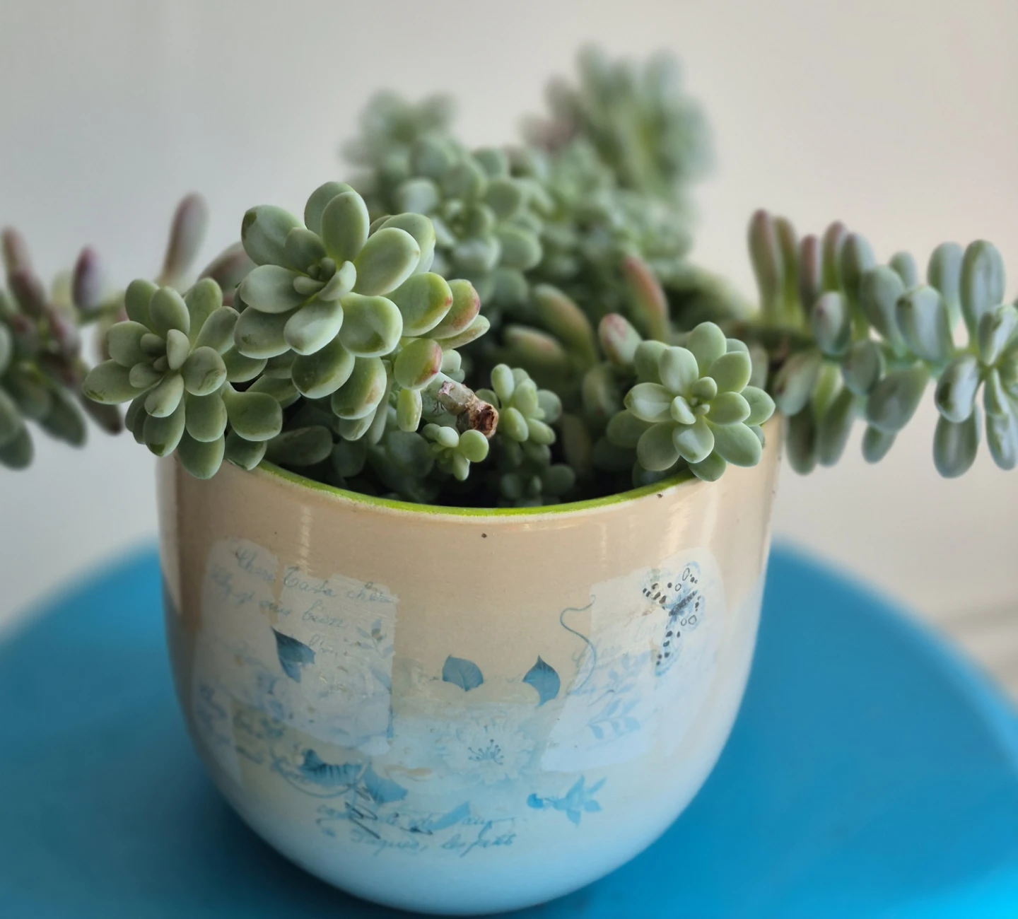 🔥Hot sale🔥Potted succulent plant - photo 4