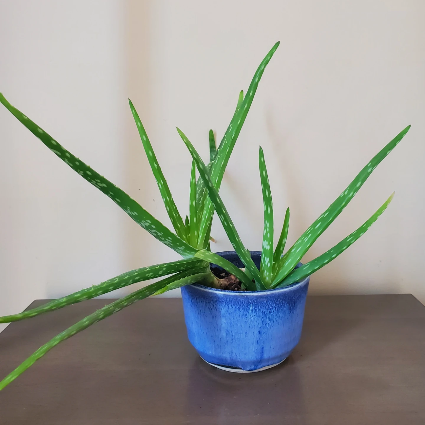 12" Tall Aloe Vera in Ceramic Pot - photo 2