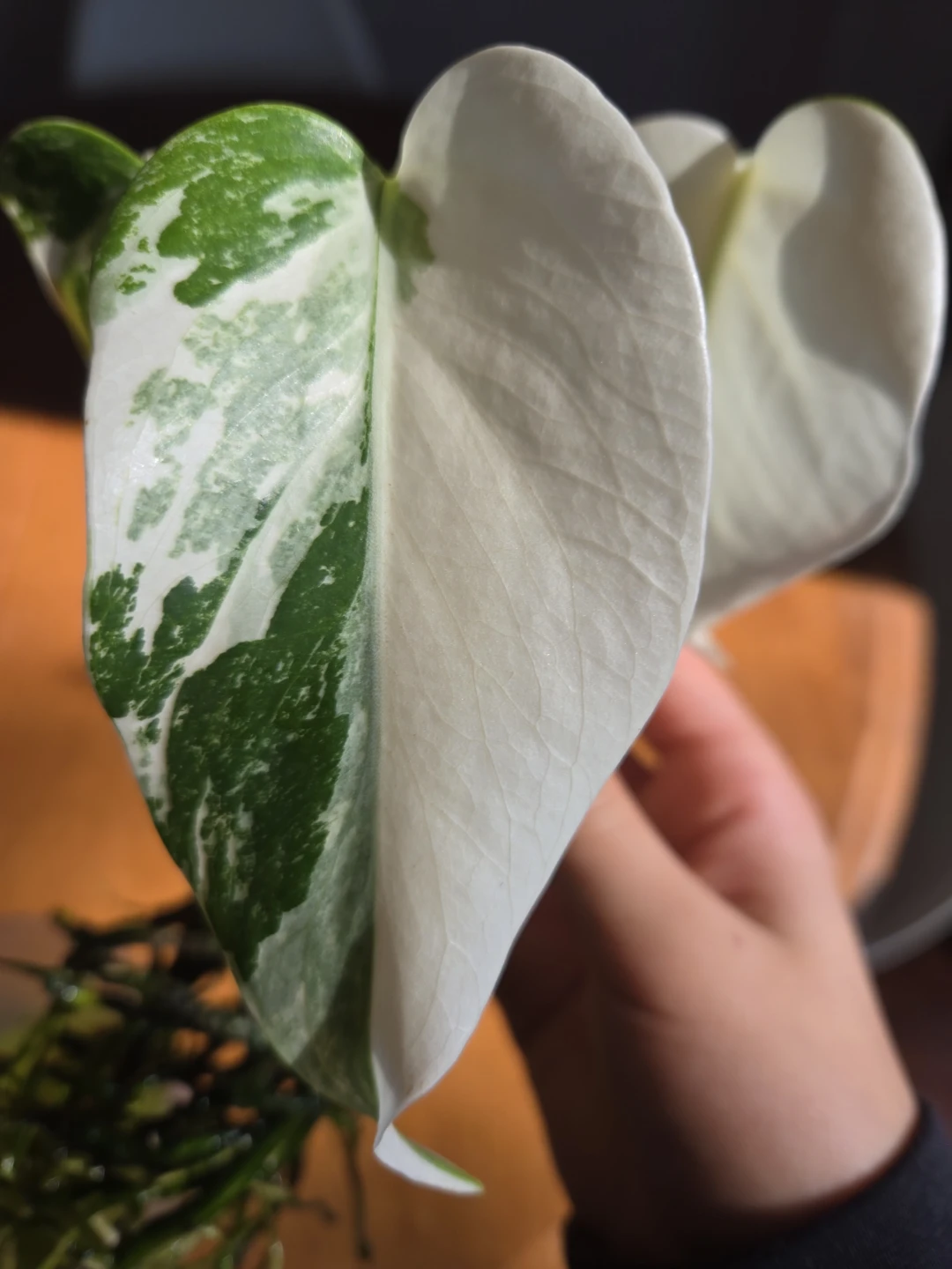 Monstera albo - photo 2