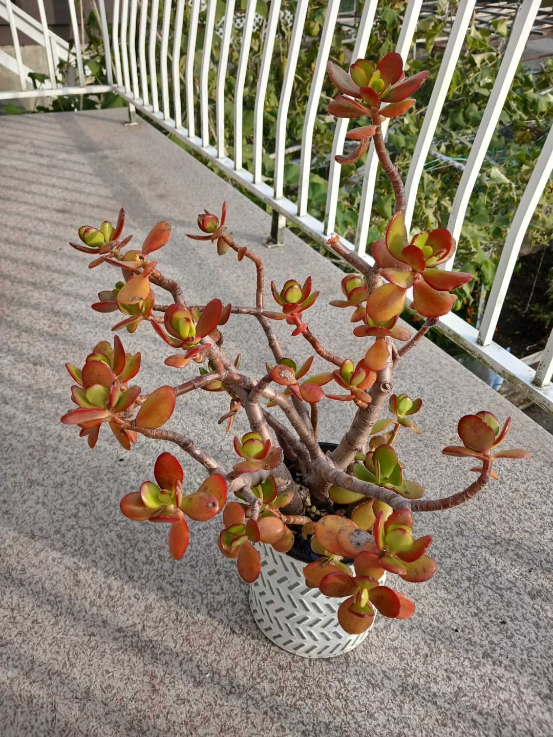 Charming Jade Bonsai in Textured Pot