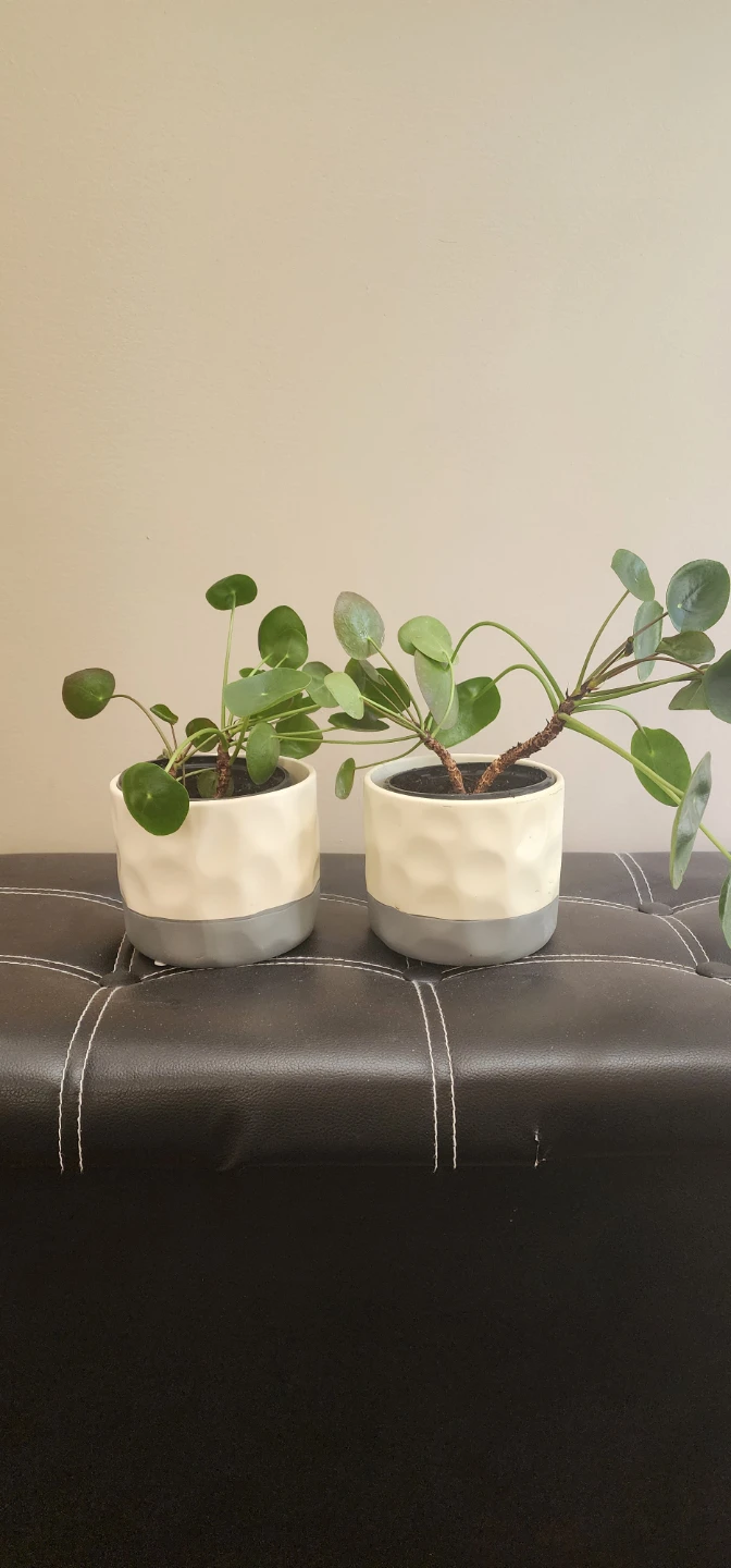 assorted decorative pots - photo 3