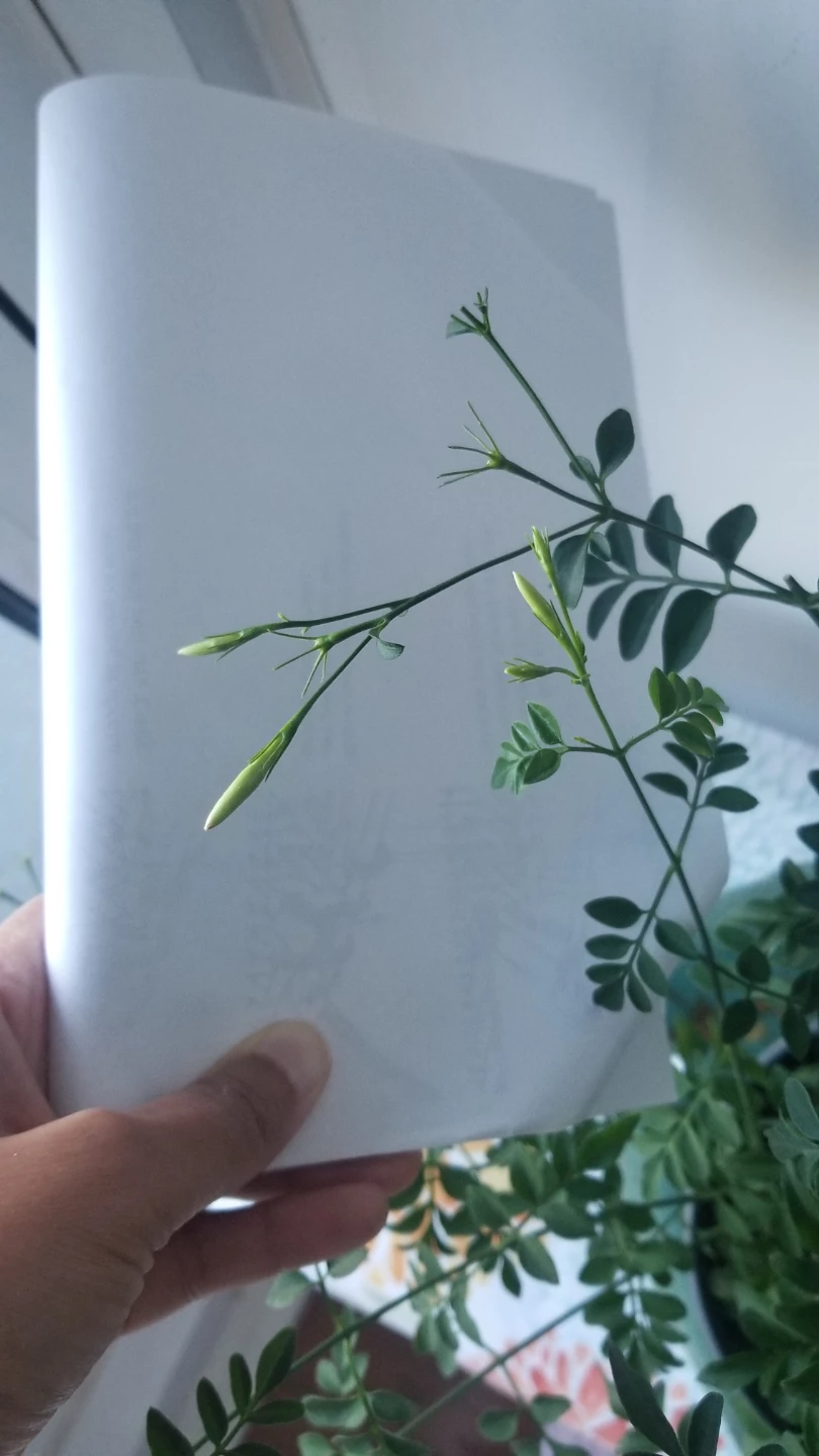 Jasmine Plant ( Read Description ) - photo 5