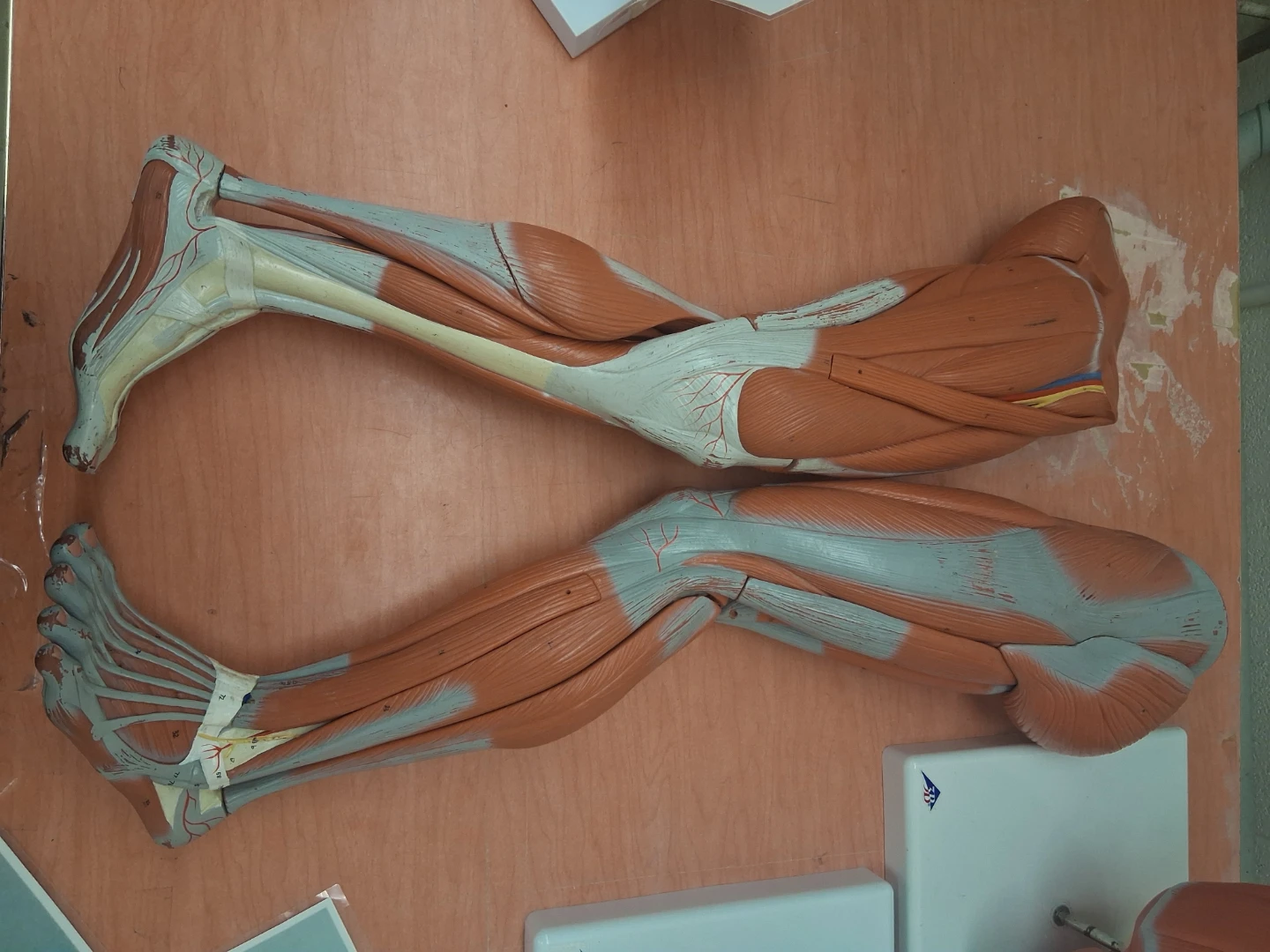Anatomical Human Leg Muscle Model Set