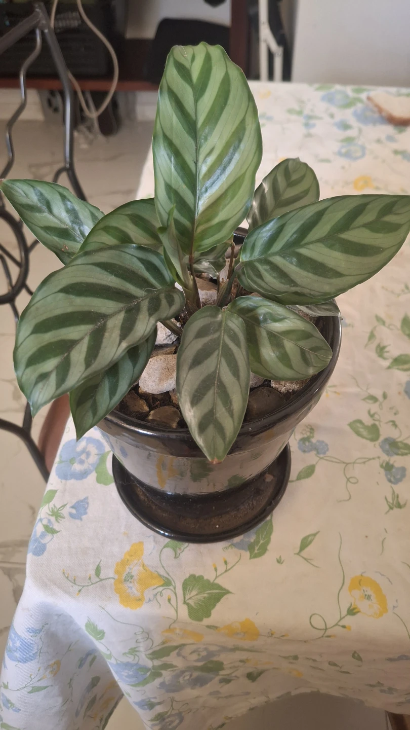 Calathea Freddie Houseplant