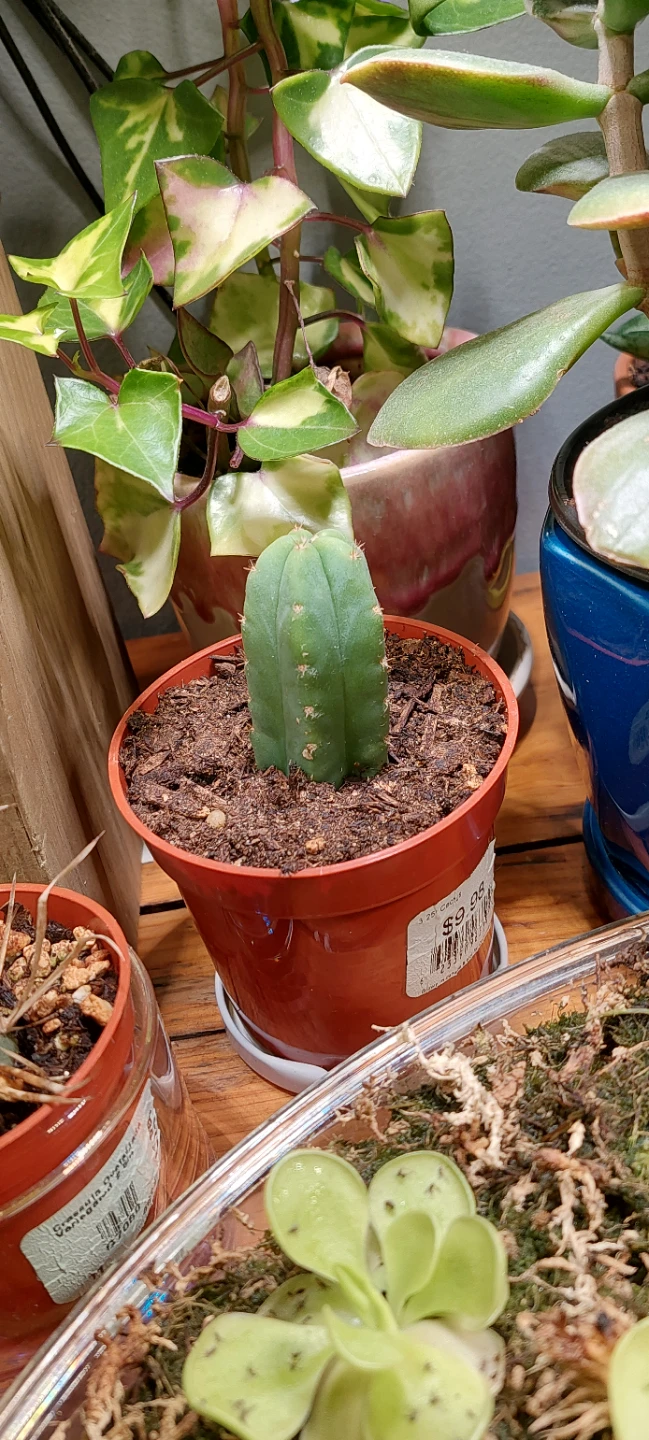 Small Cactus (trichocereus pachanoi)