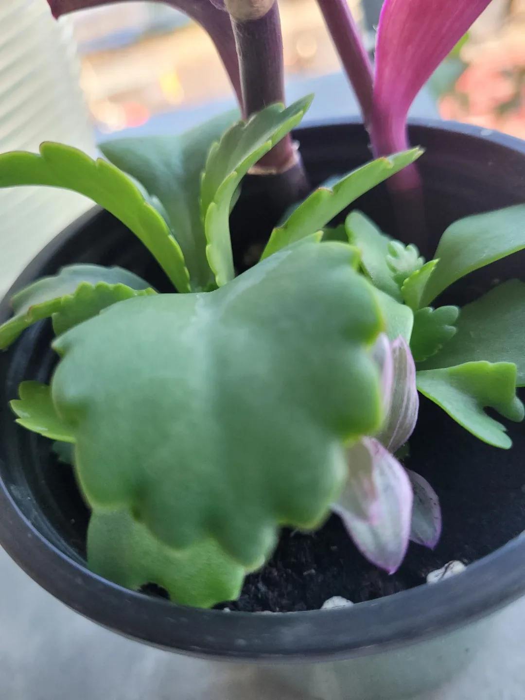 Assorted Purple Heart and Succulent Plant - photo 3