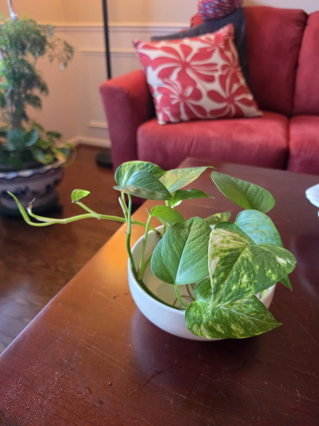 Hydroponic Pothos w Ceramic container
