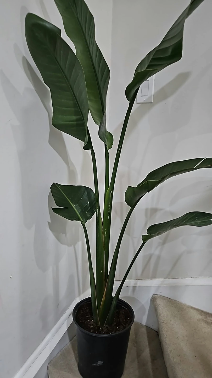 Bird of Paradise Plant - photo 2