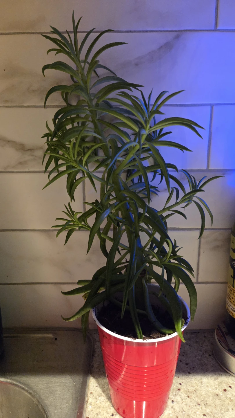 Happy bean succulent plant