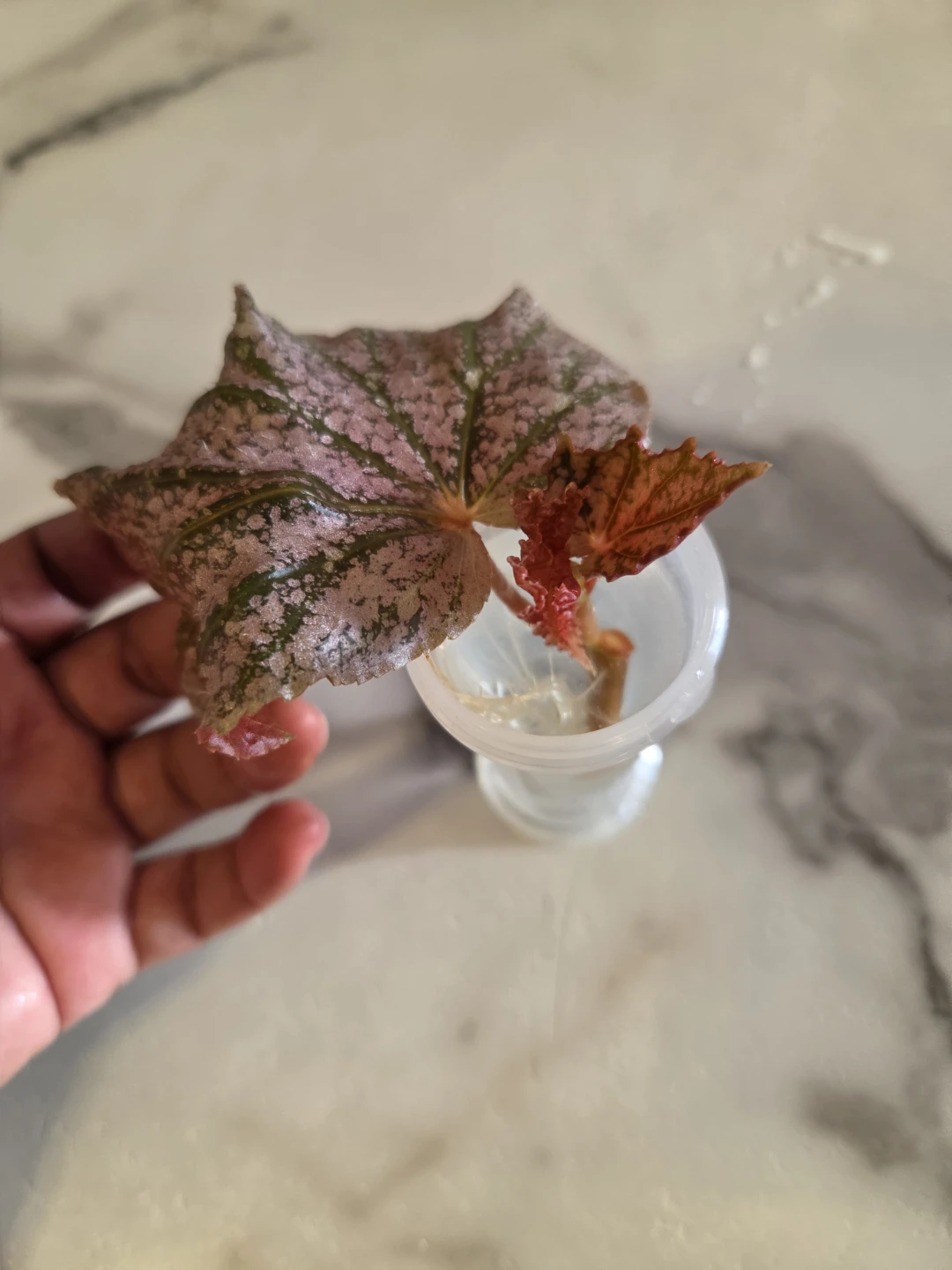Begonia cutting, ROOTED ✨️🪴 - photo 3