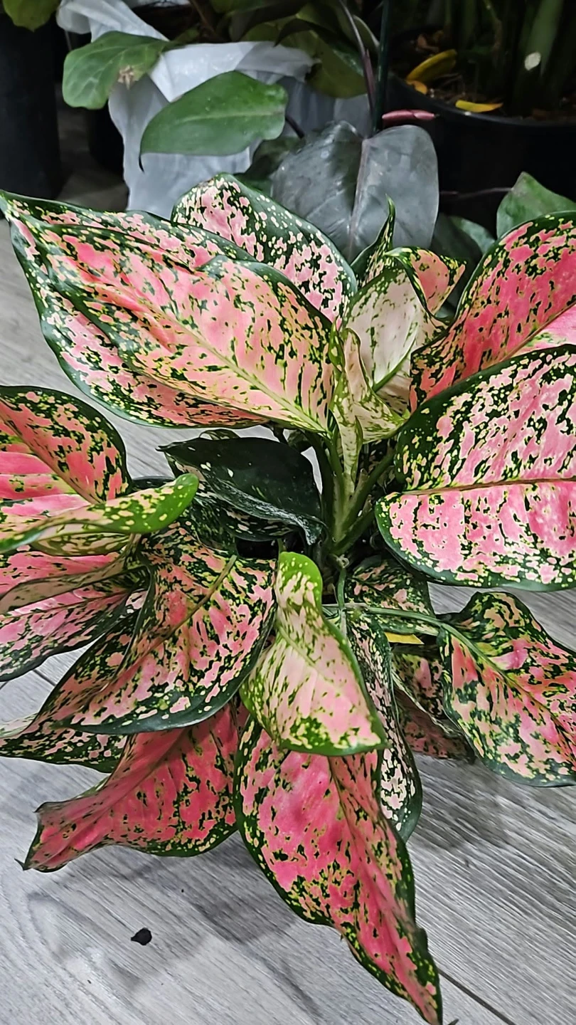 Aglaonema Pink  P²lant