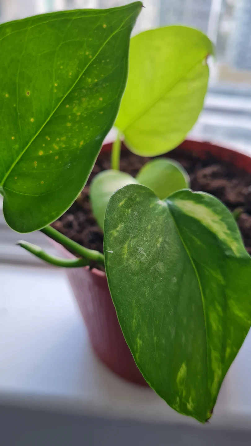 Neon x Golden Pothos Mix 🌿🌿 - photo 3