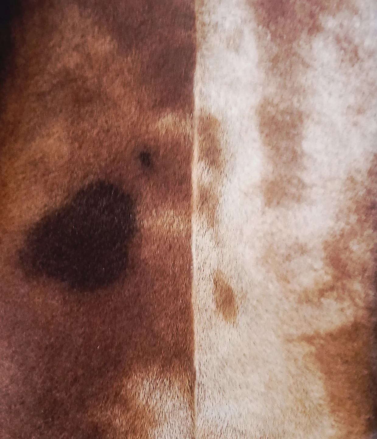 Suede Coat with Natural Fur Trim - photo 4