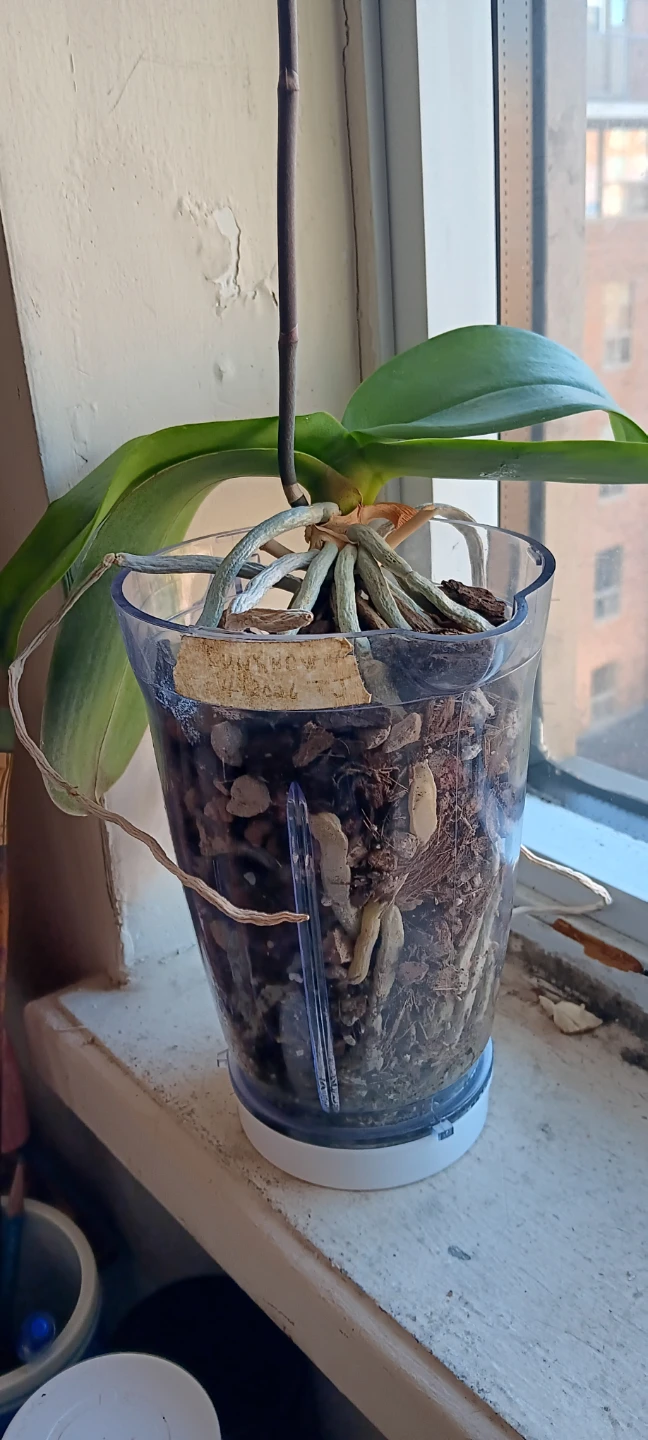 Healthy Phalaenopsis Orchid - photo 4