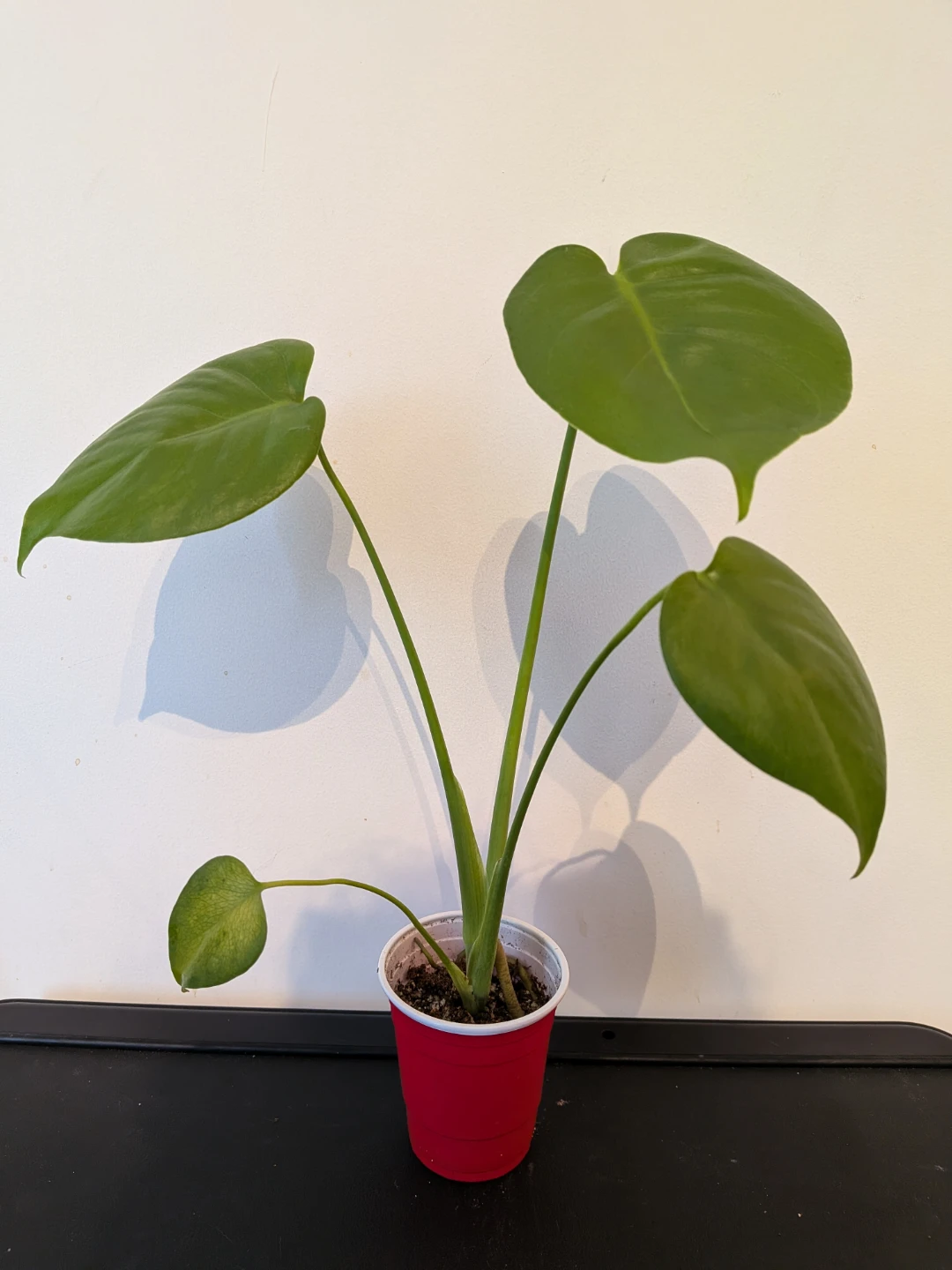 Monstera Deliciosa Plants - photo 2