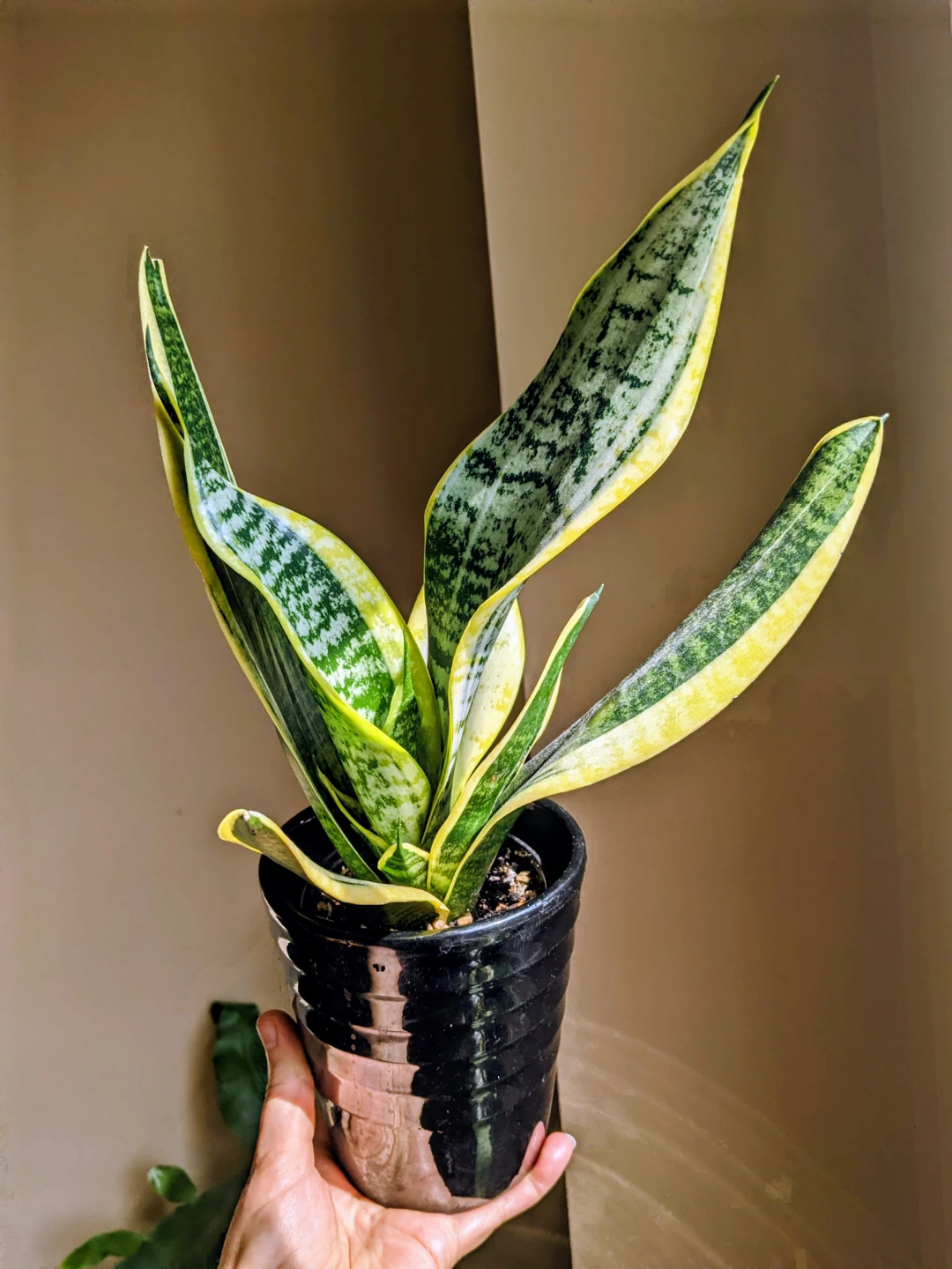 SNAKE PLANT IN CERAMIC POT 15"
