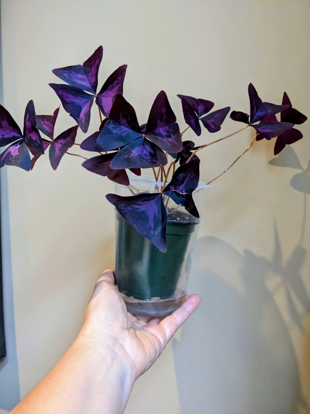 INDOOR / HOUSEPLANT OXSALIS / BUTTERFLY - photo 2