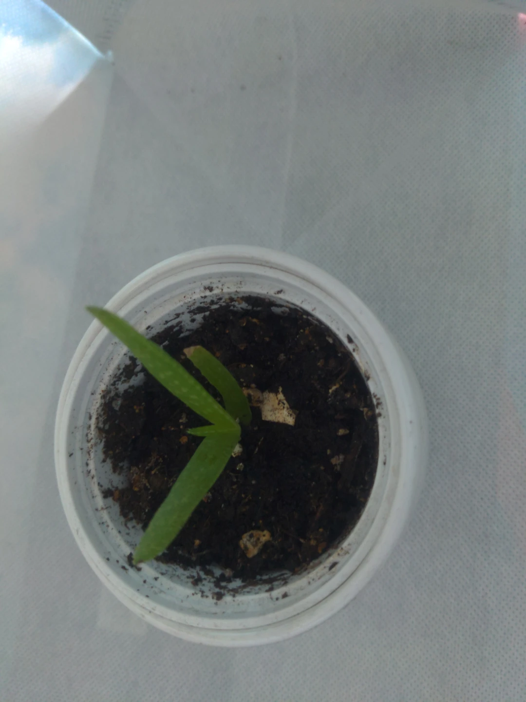 Small Aloe Vera Plant