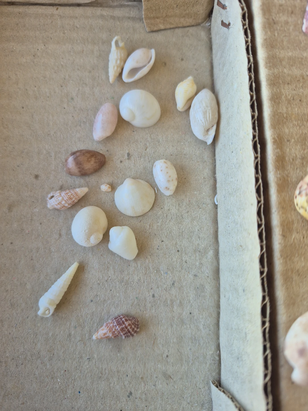 Assorted Natural Seashell Collection - photo 4