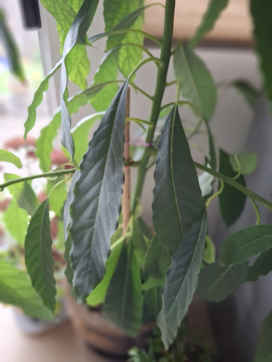 Large Avocado Plant in Decorative Ceramic Pot - photo 3