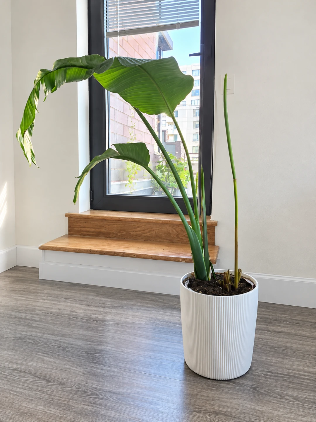 Strelitzia nicolai White Bird of Paradise with White Planter