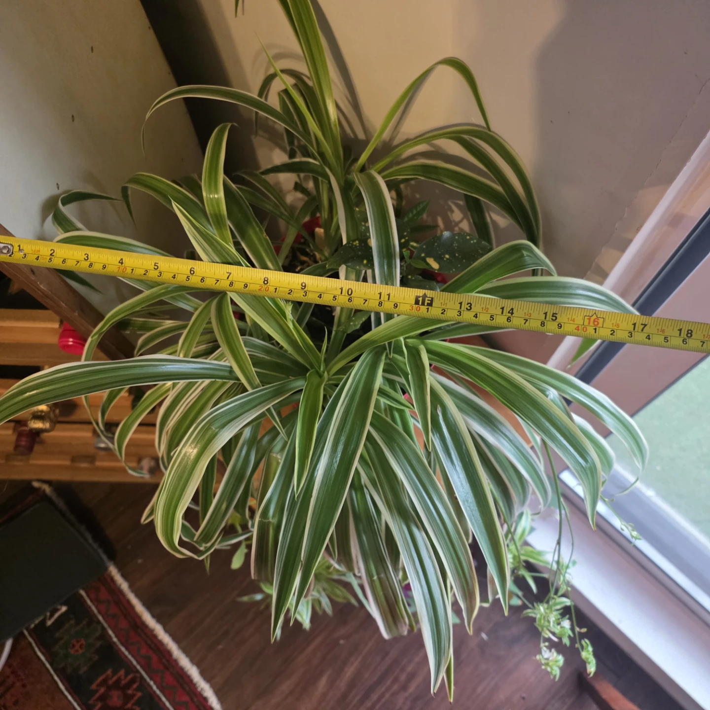 Beautiful Spider Plant with babies - photo 5