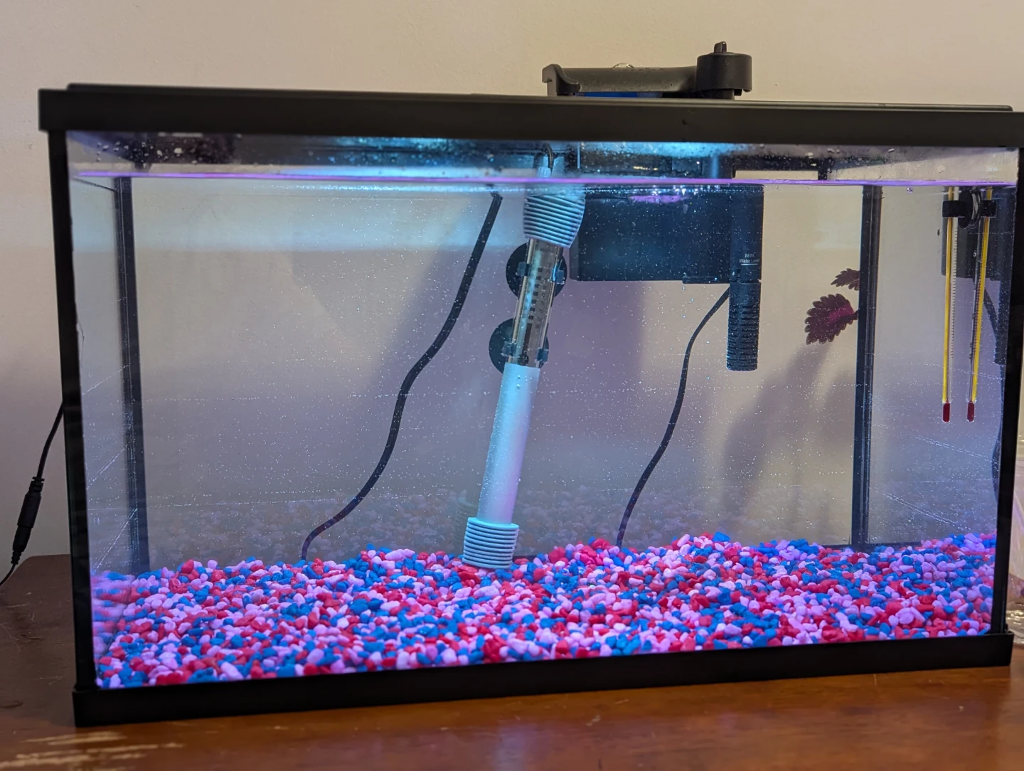 10-Gallon Aquarium Complete Setup