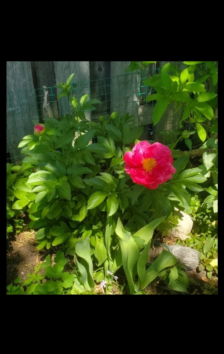 Peony, Double pink